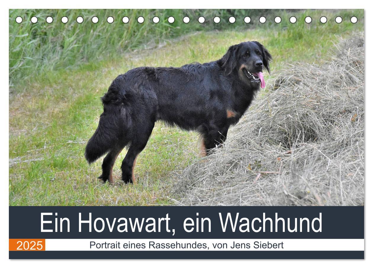 Cover: 9783435149056 | Ein Hovawart, ein Wachhund (Tischkalender 2025 DIN A5 quer),...