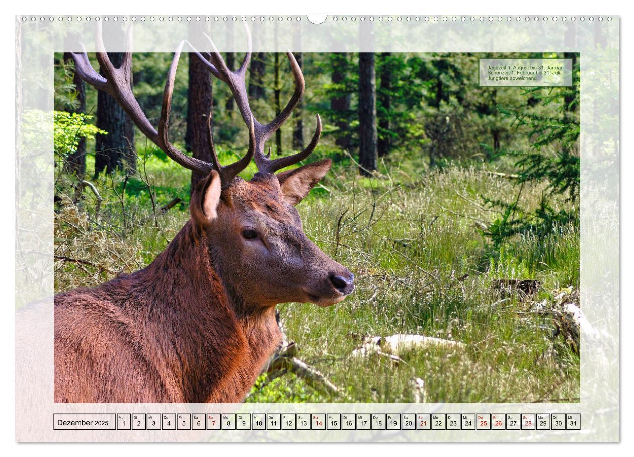 Bild: 9783383899850 | Deutsches Jagdwild - Waidmannsheil (Wandkalender 2025 DIN A2 quer),...