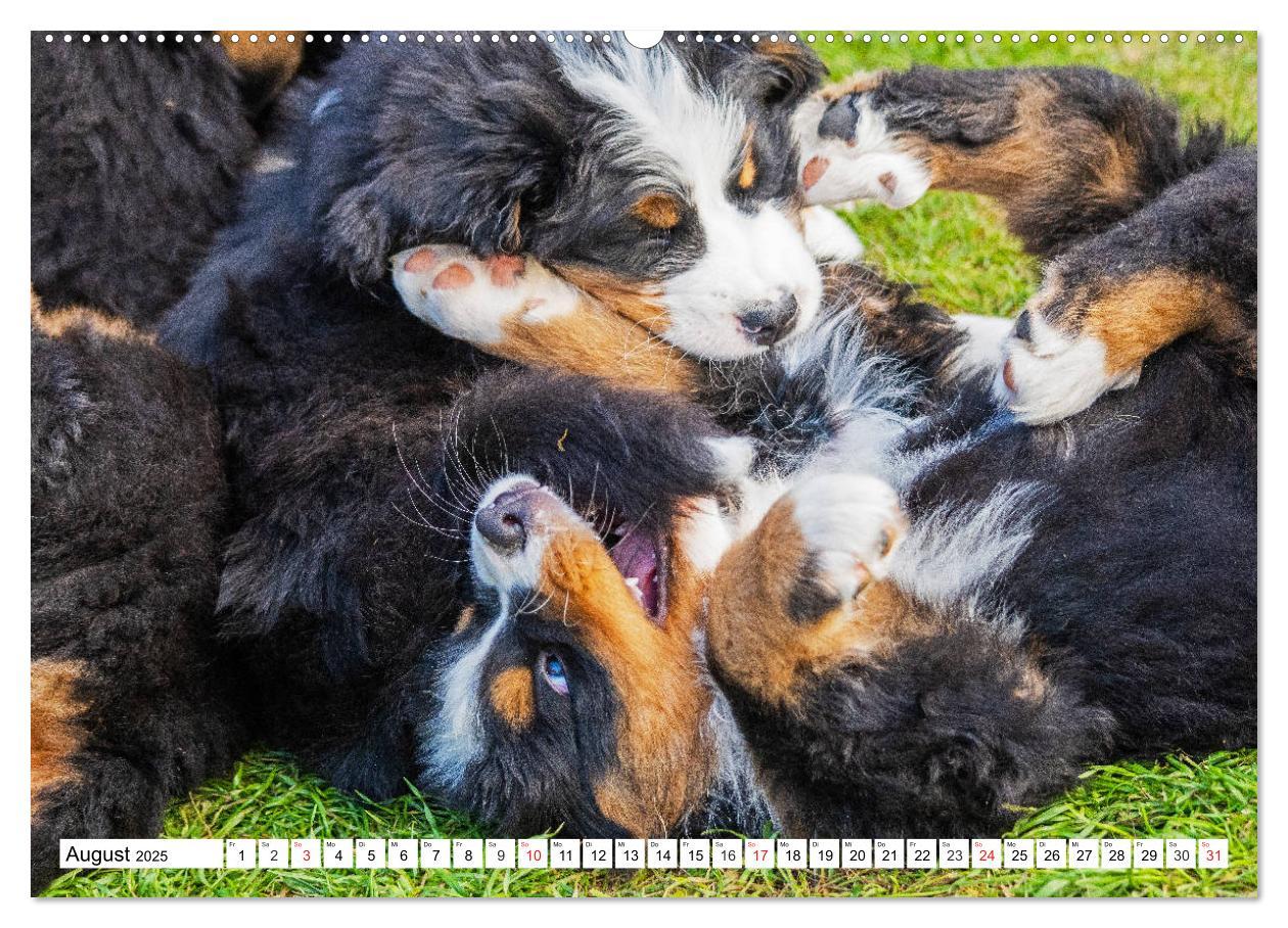 Bild: 9783435212460 | Kleine Herzen auf 4 Pfoten - Berner Sennenhunde (hochwertiger...