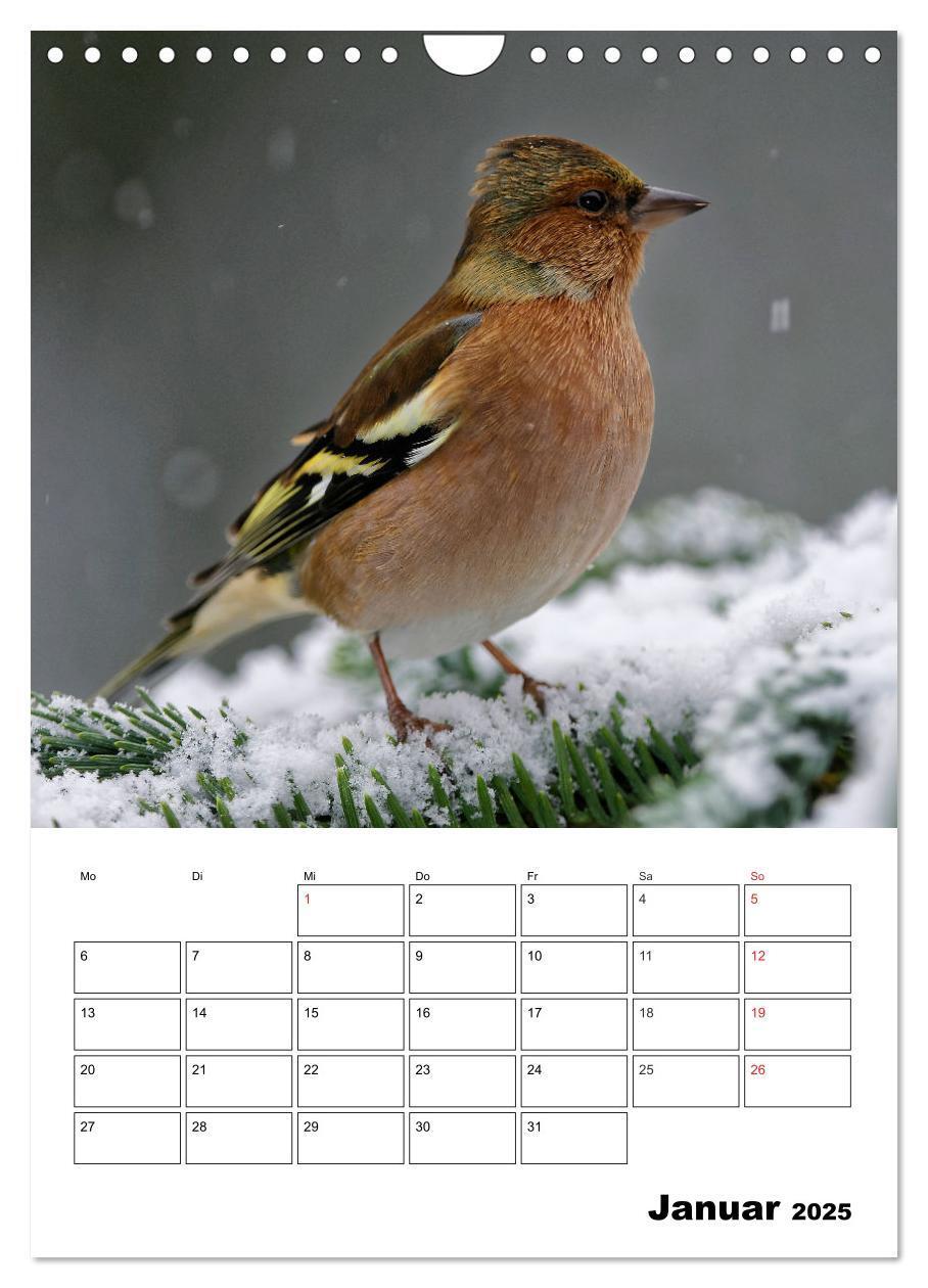 Bild: 9783457024195 | Bezaubernde Vögel im heimischen Garten (Wandkalender 2025 DIN A4...