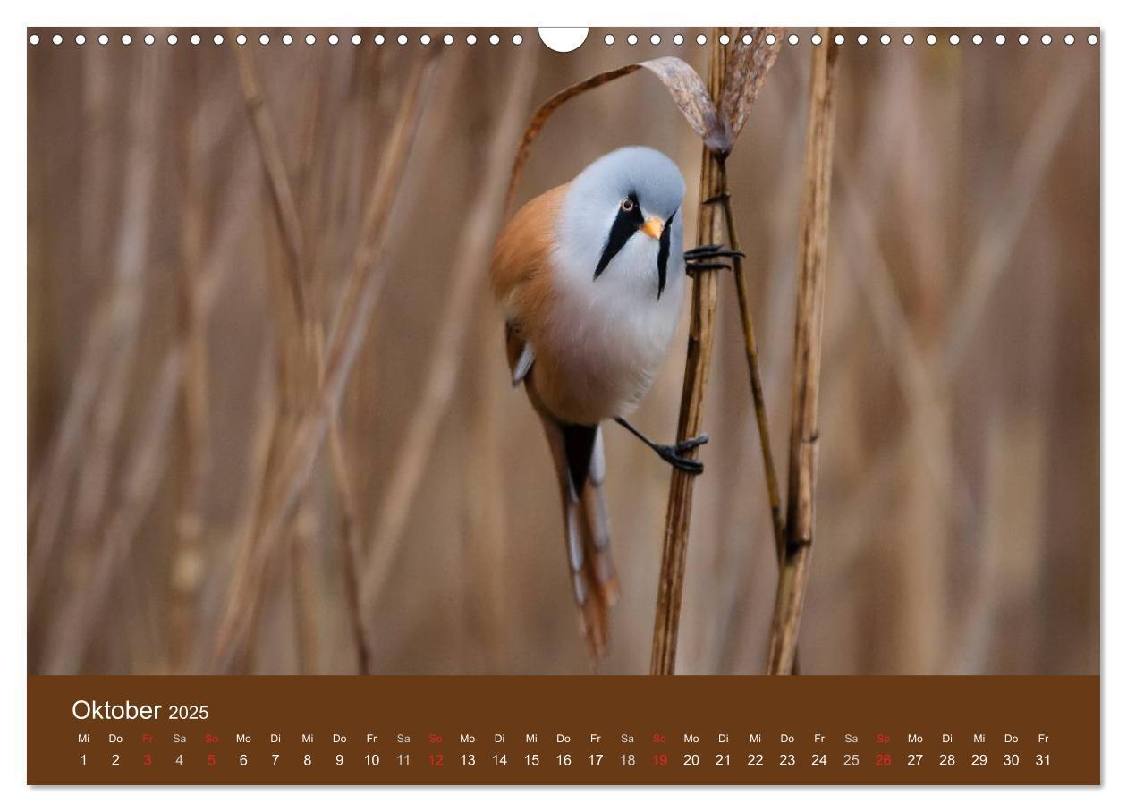 Bild: 9783435516889 | Der Federsee - Vogelparadies in Oberschwaben (Wandkalender 2025 DIN...