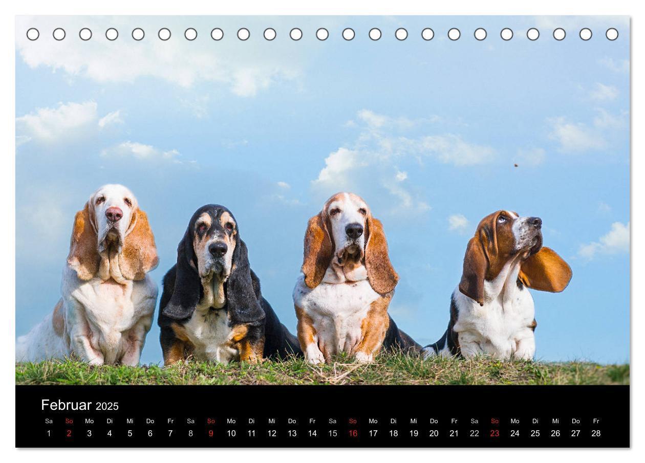 Bild: 9783457183113 | Der Basset, eine LANGE und besondere Liebe (Tischkalender 2025 DIN...