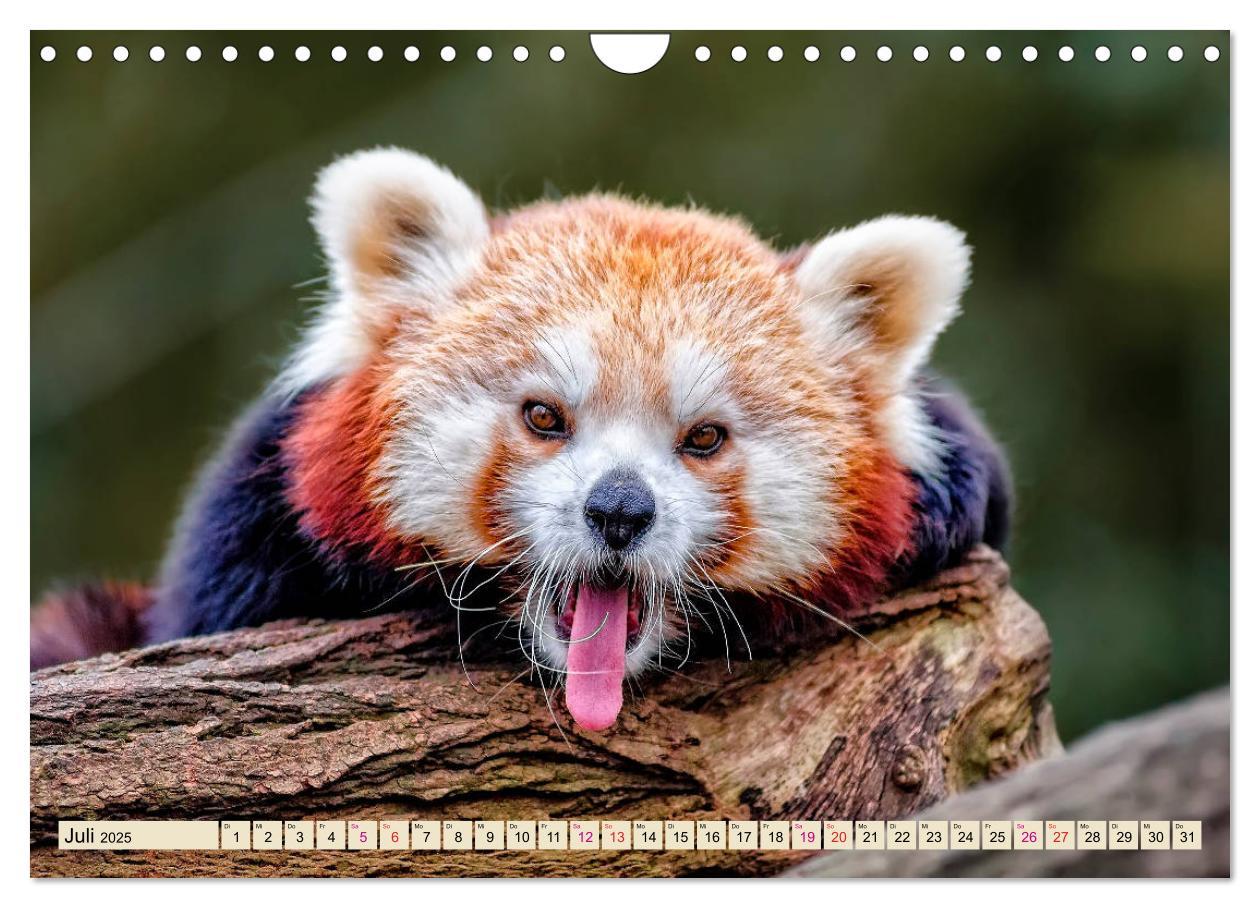 Bild: 9783435437382 | Kleiner Panda (Wandkalender 2025 DIN A4 quer), CALVENDO Monatskalender