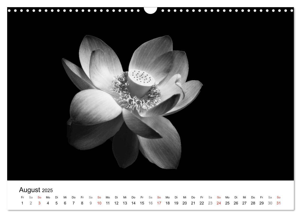 Bild: 9783435642892 | Blumen 2025, Schwarz-Weiß (Wandkalender 2025 DIN A3 quer), CALVENDO...