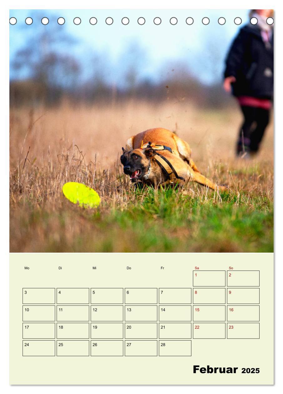 Bild: 9783435946143 | Malinois verlässliche Begleiter (Tischkalender 2025 DIN A5 hoch),...