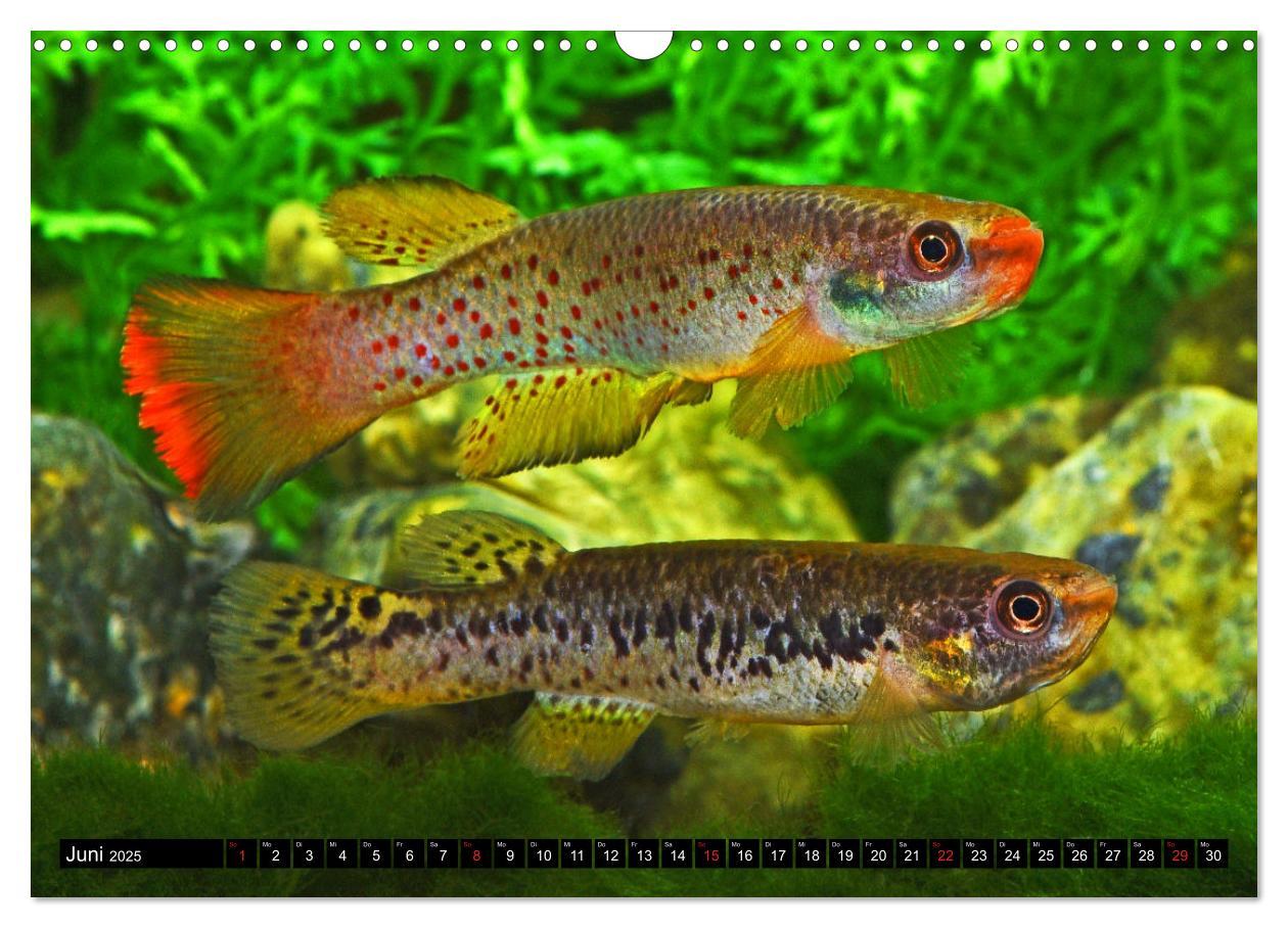 Bild: 9783435521715 | Bunte Fische der Welt - Killifische (Wandkalender 2025 DIN A3...