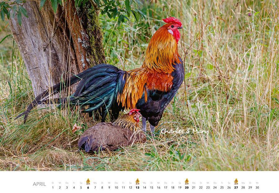 Bild: 9783966648202 | Hühner Kalender 2025 | Der Tierkalender mit den charmanten Namen