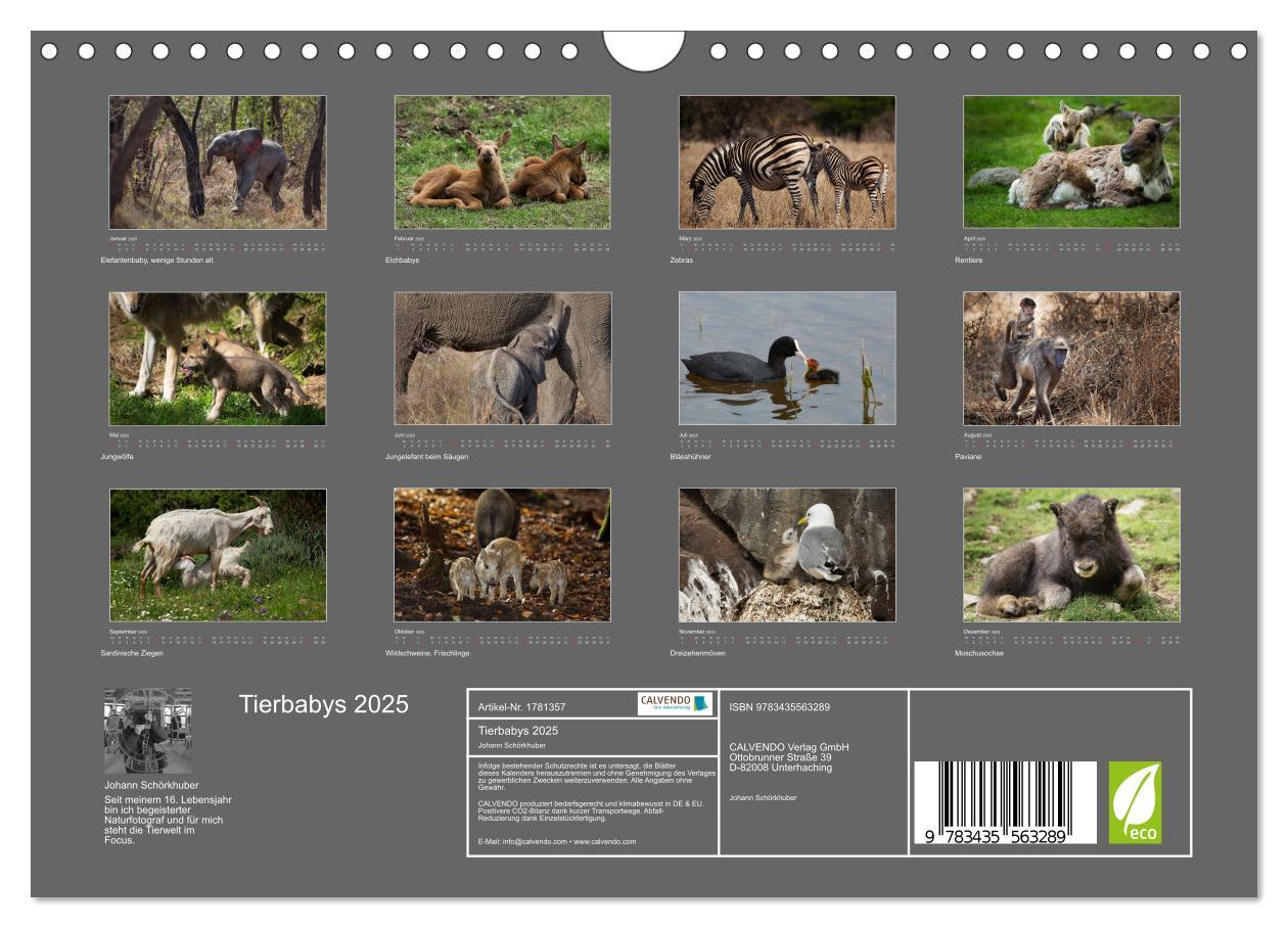 Bild: 9783435563289 | Tierbabys 2025 (Wandkalender 2025 DIN A4 quer), CALVENDO...