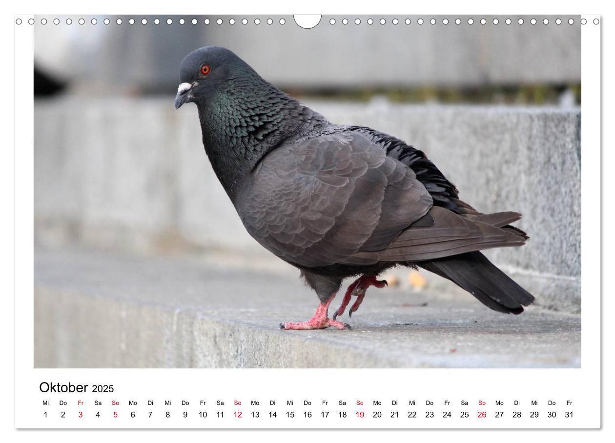 Bild: 9783435756278 | Geliebte Tauben (Wandkalender 2025 DIN A3 quer), CALVENDO...