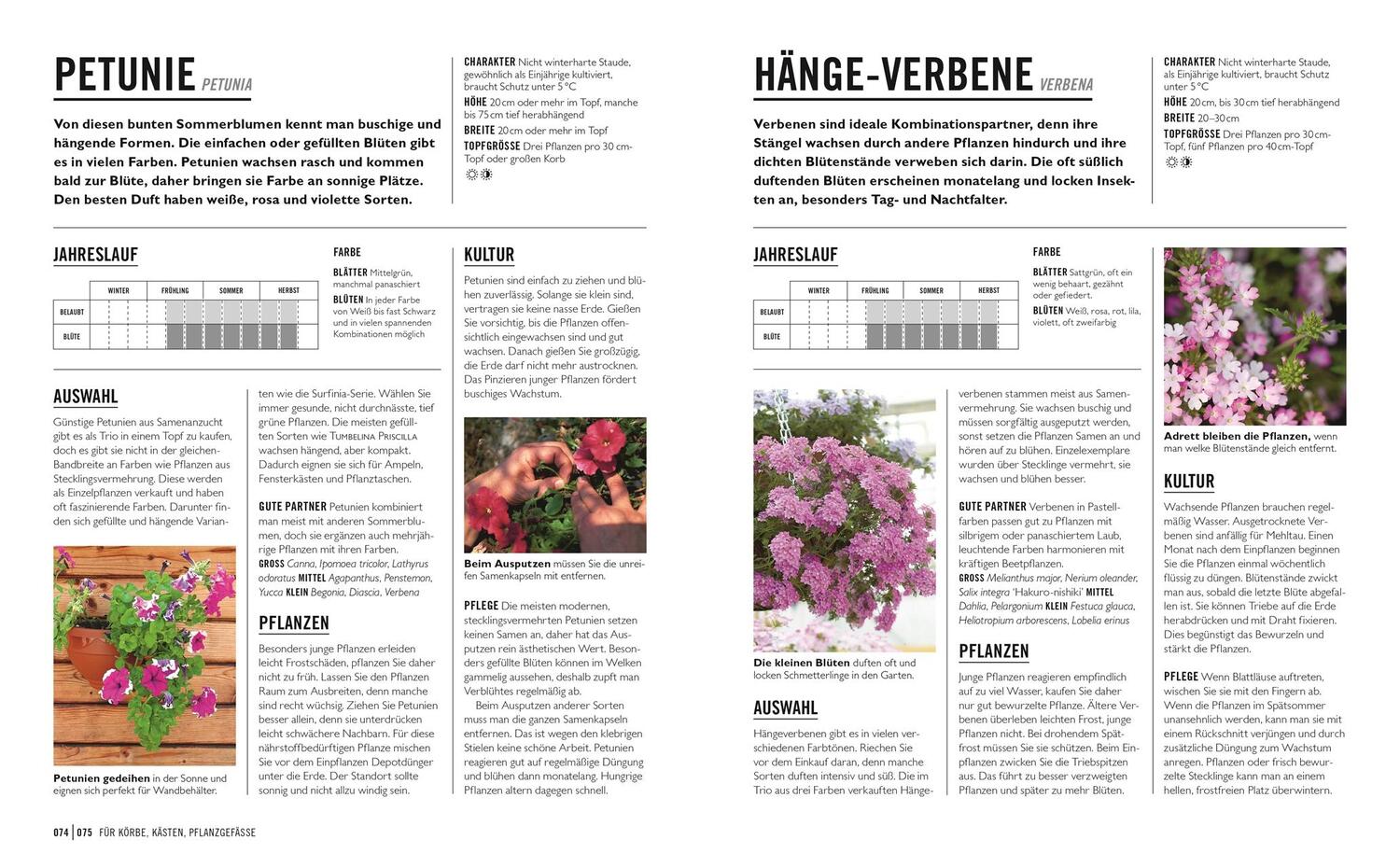 Bild: 9783831043934 | Grünes Gartenwissen. Pflanzen im Topf | Geoff Stebbings | Taschenbuch