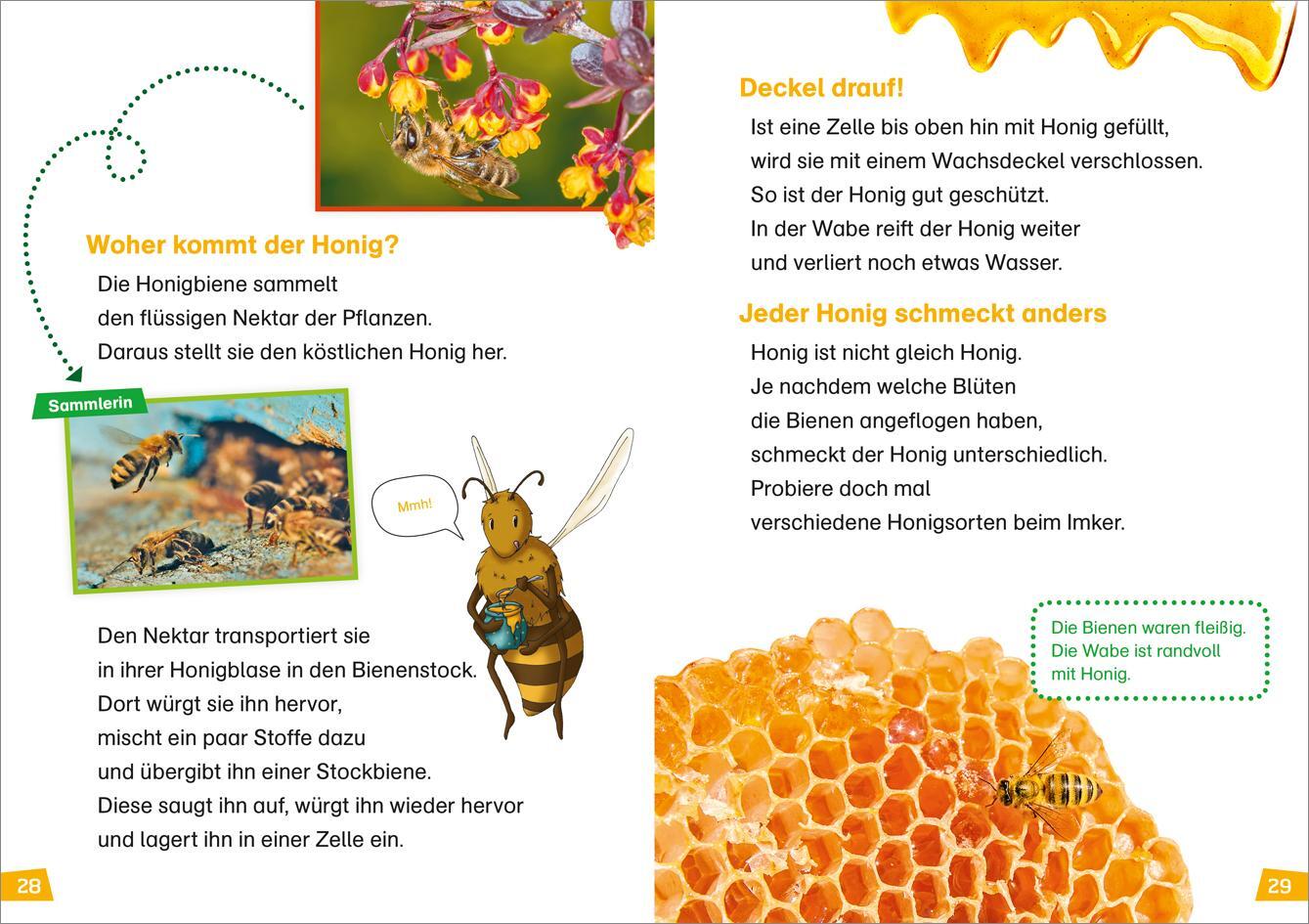 Bild: 9783788626433 | WAS IST WAS Erstes Lesen Band 5. Bienen | Christina Braun | Buch