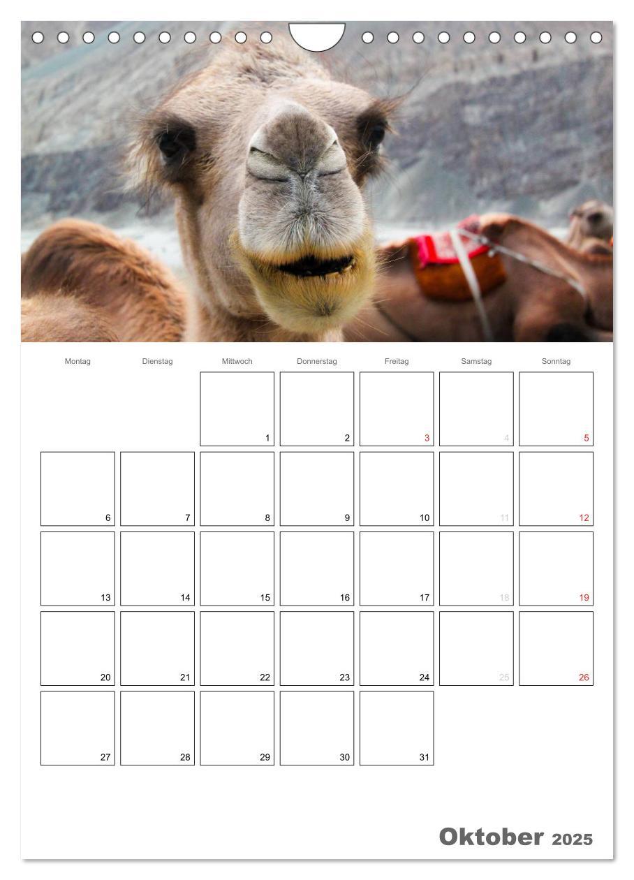 Bild: 9783457023358 | Kamel Porträt (Wandkalender 2025 DIN A4 hoch), CALVENDO Monatskalender