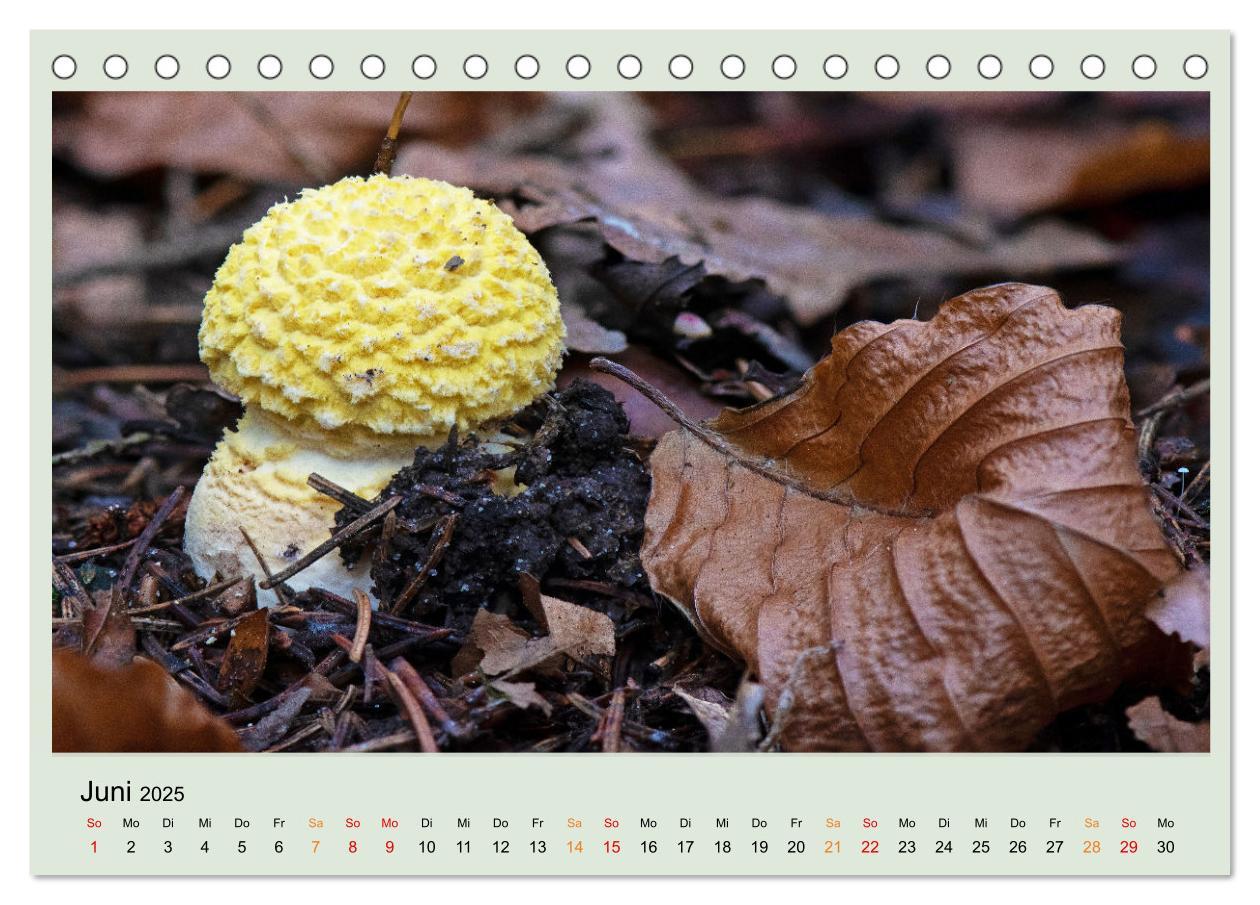 Bild: 9783383921834 | Im Fliegenpilz Rausch (Tischkalender 2025 DIN A5 quer), CALVENDO...