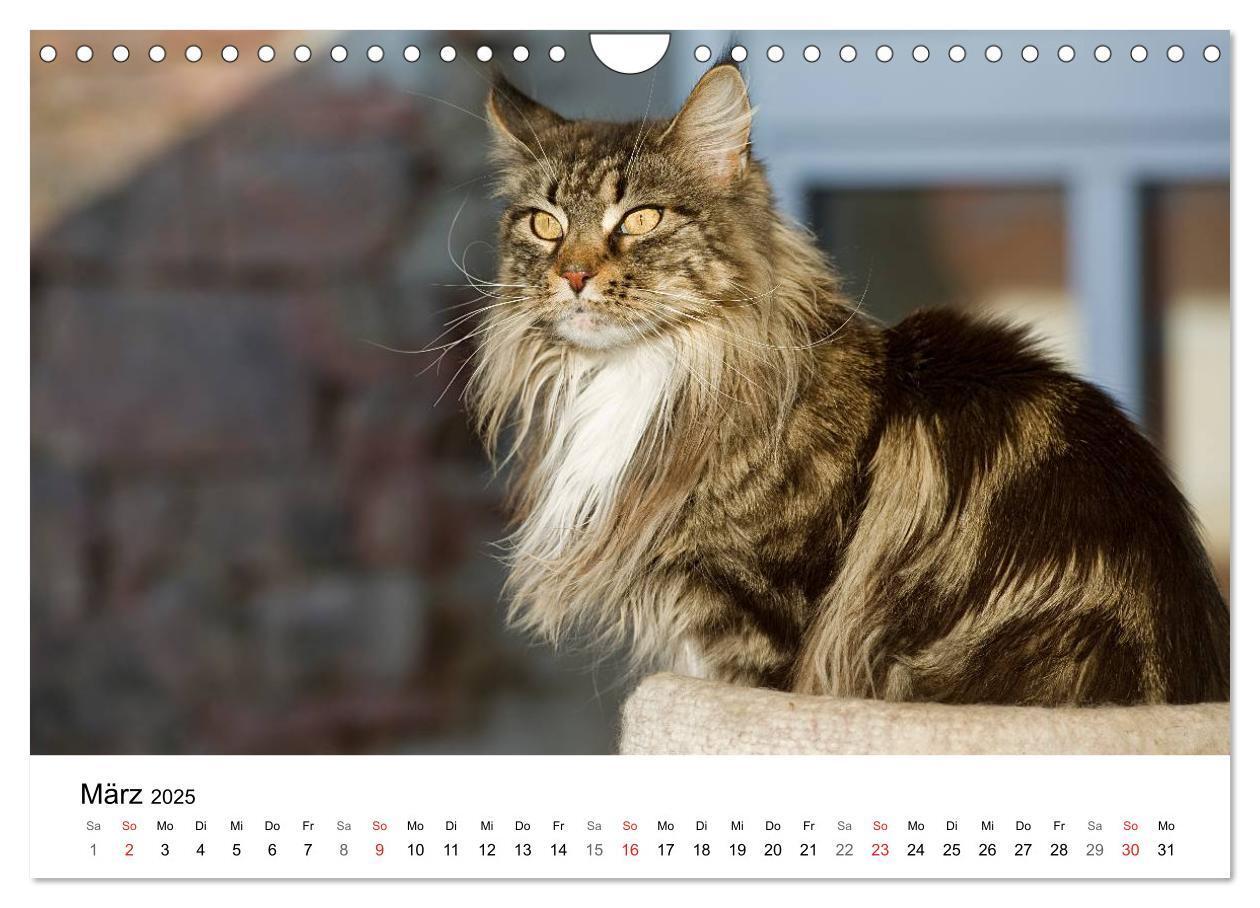 Bild: 9783435727605 | Rassekatzen 2025 (Wandkalender 2025 DIN A4 quer), CALVENDO...