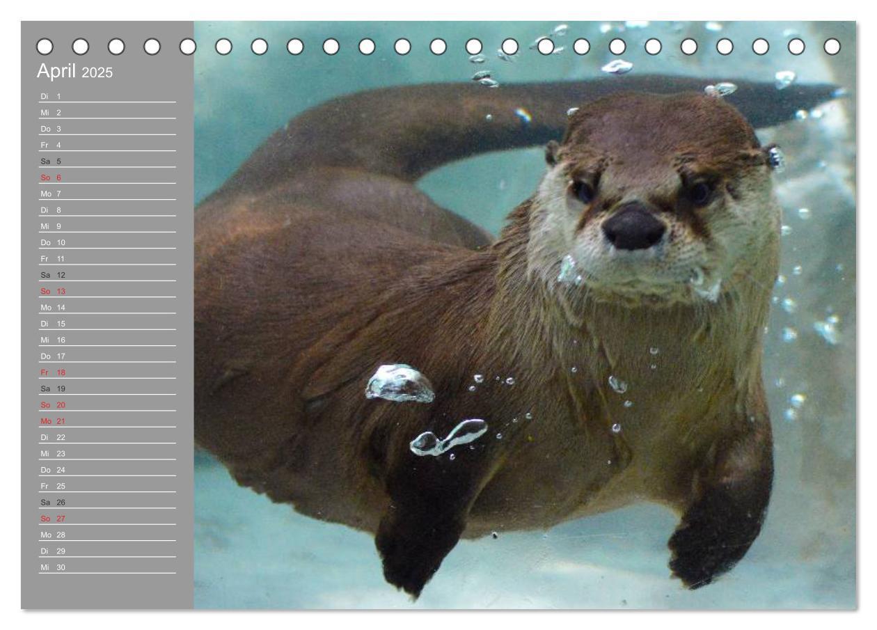 Bild: 9783435548415 | Otter. Frech, laut und clever (Tischkalender 2025 DIN A5 quer),...