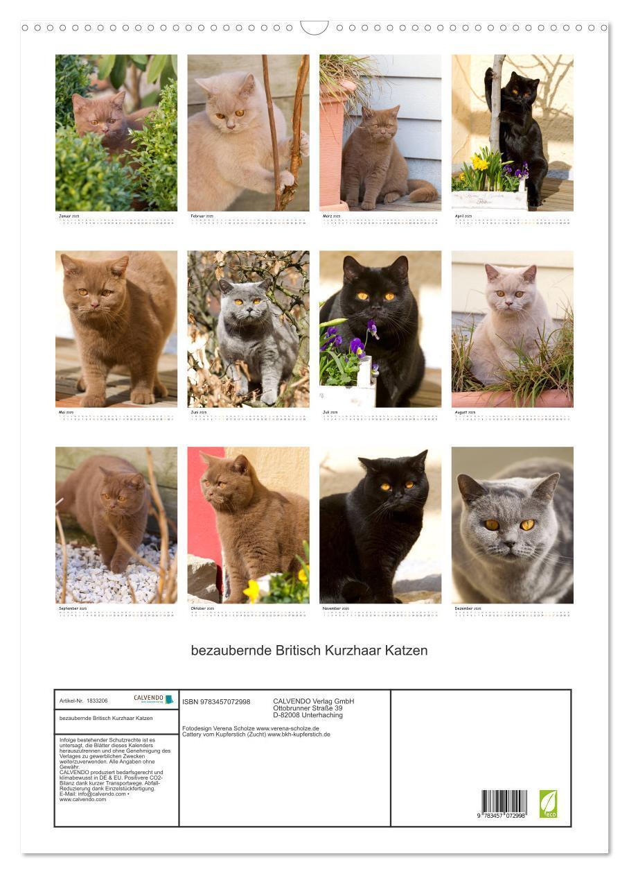 Bild: 9783457072998 | bezaubernde Britisch Kurzhaar Katzen (Wandkalender 2025 DIN A2...