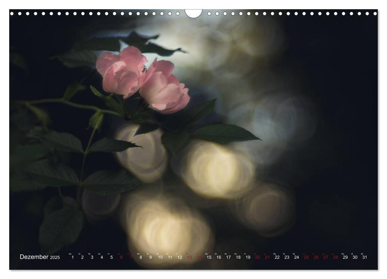 Bild: 9783435390861 | Die Welt der Alten Rosen (Wandkalender 2025 DIN A3 quer), CALVENDO...