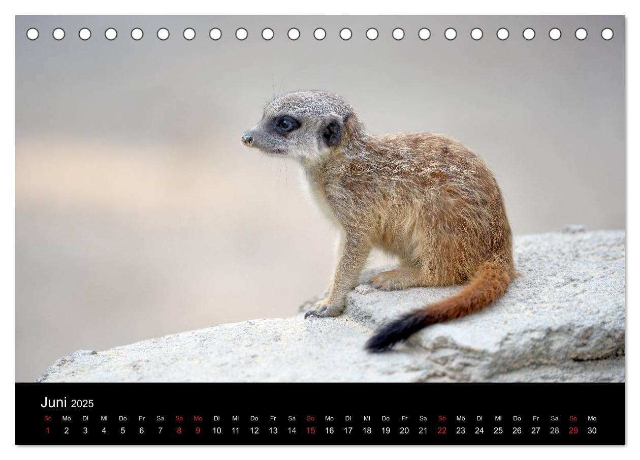 Bild: 9783435781386 | Lustige Erdmännchen (Tischkalender 2025 DIN A5 quer), CALVENDO...