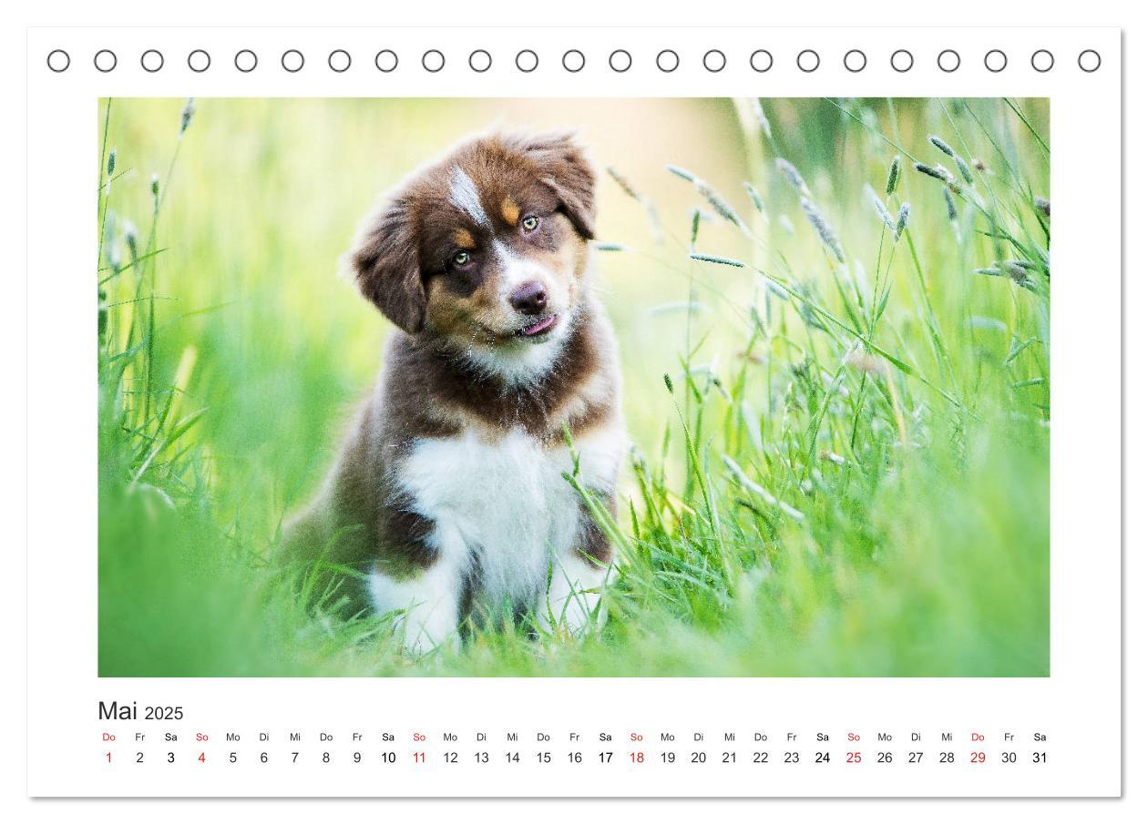 Bild: 9783435179954 | Herzensaussies - Australian Shepherd (Tischkalender 2025 DIN A5...