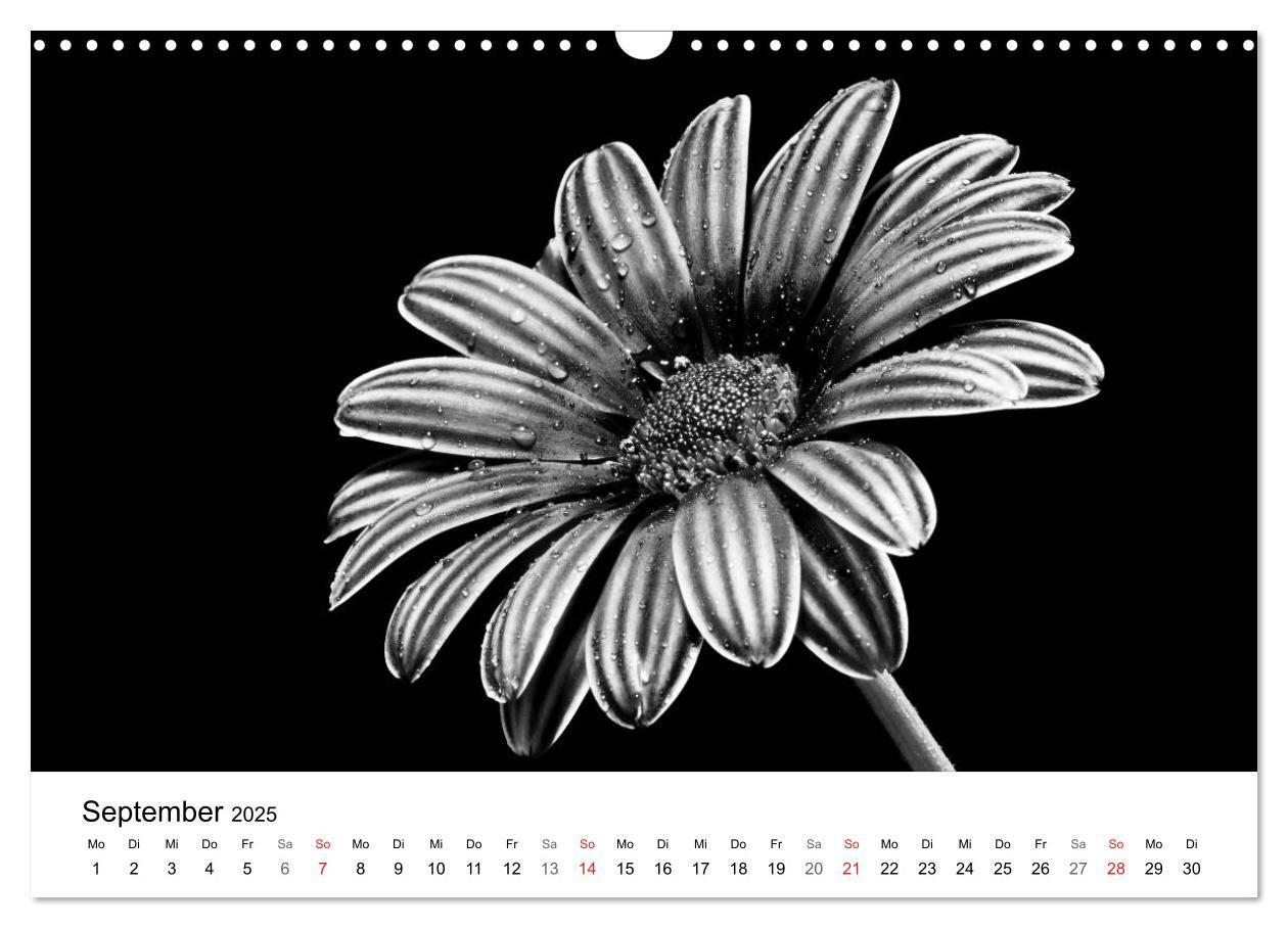 Bild: 9783435642892 | Blumen 2025, Schwarz-Weiß (Wandkalender 2025 DIN A3 quer), CALVENDO...