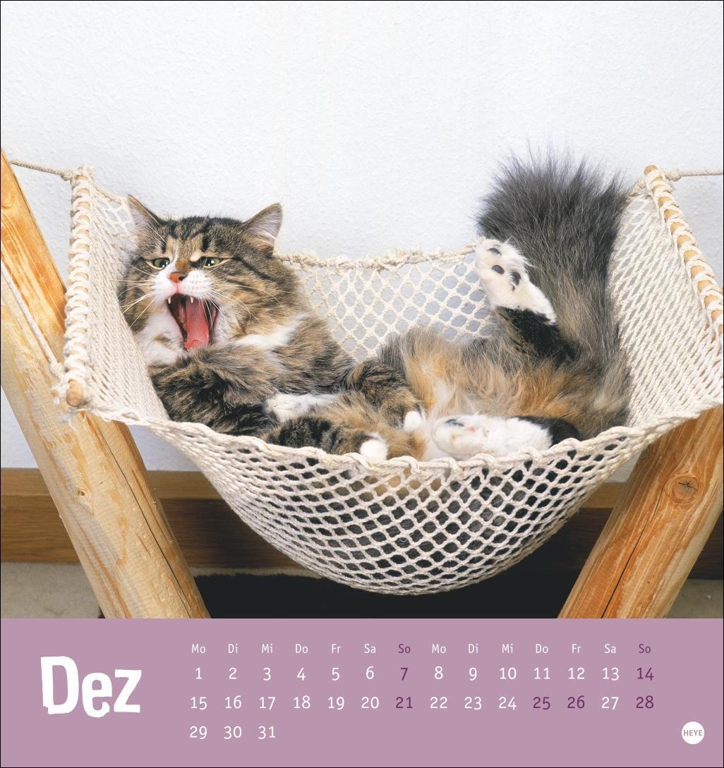 Bild: 9783756407088 | Tierisch entspannte Katzen Postkartenkalender 2025 | Heye | Kalender