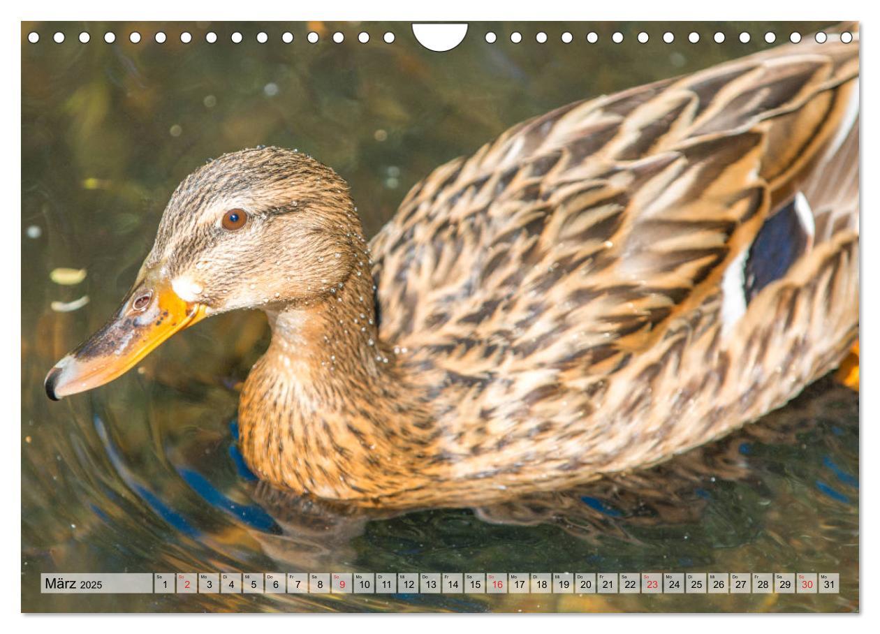 Bild: 9783435116225 | Wunderschöne Stockenten - Europäische Wasservögel (Wandkalender...