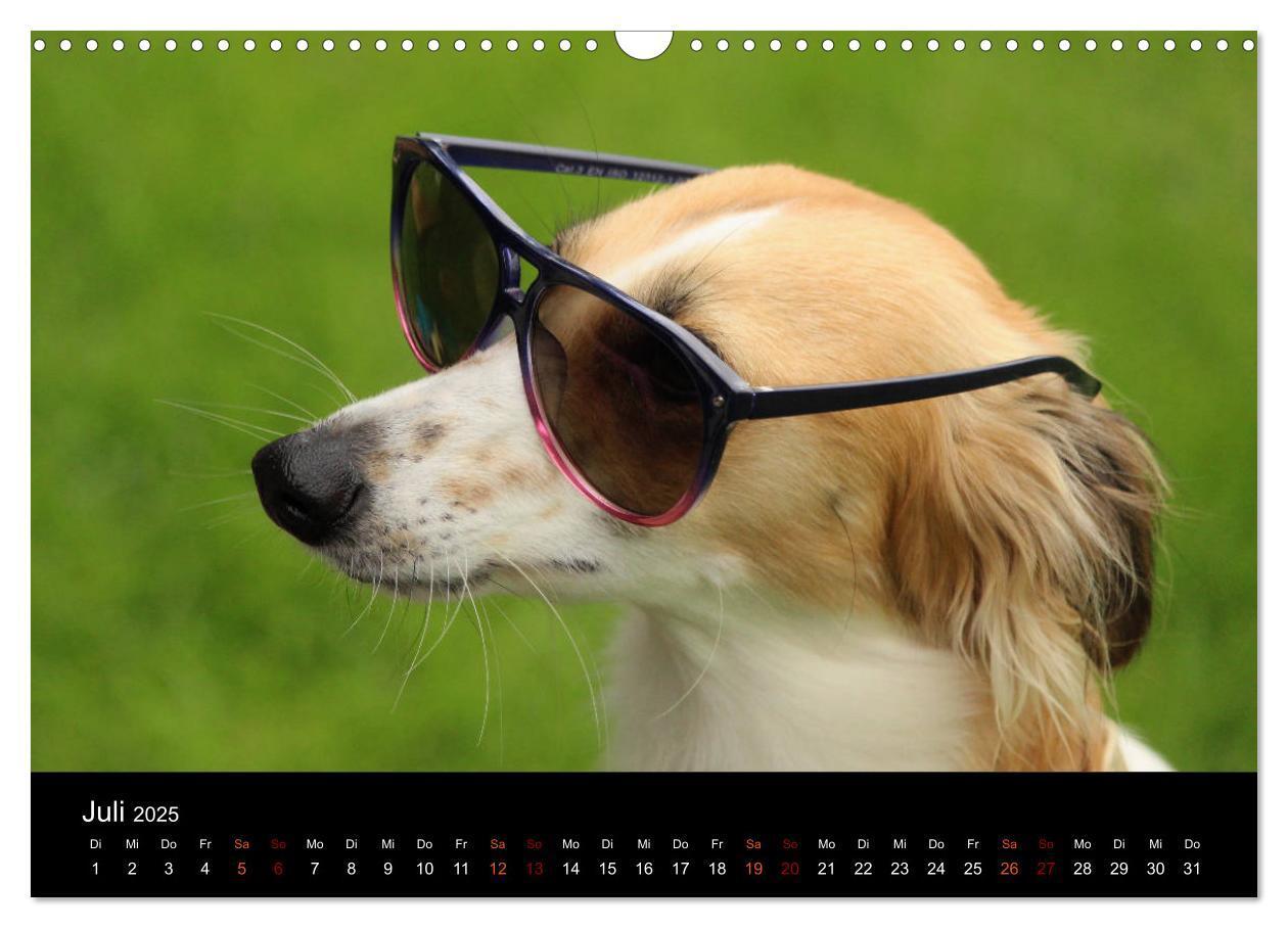 Bild: 9783435433308 | Der Silken Windsprite - ein Seelenhund (Wandkalender 2025 DIN A3...