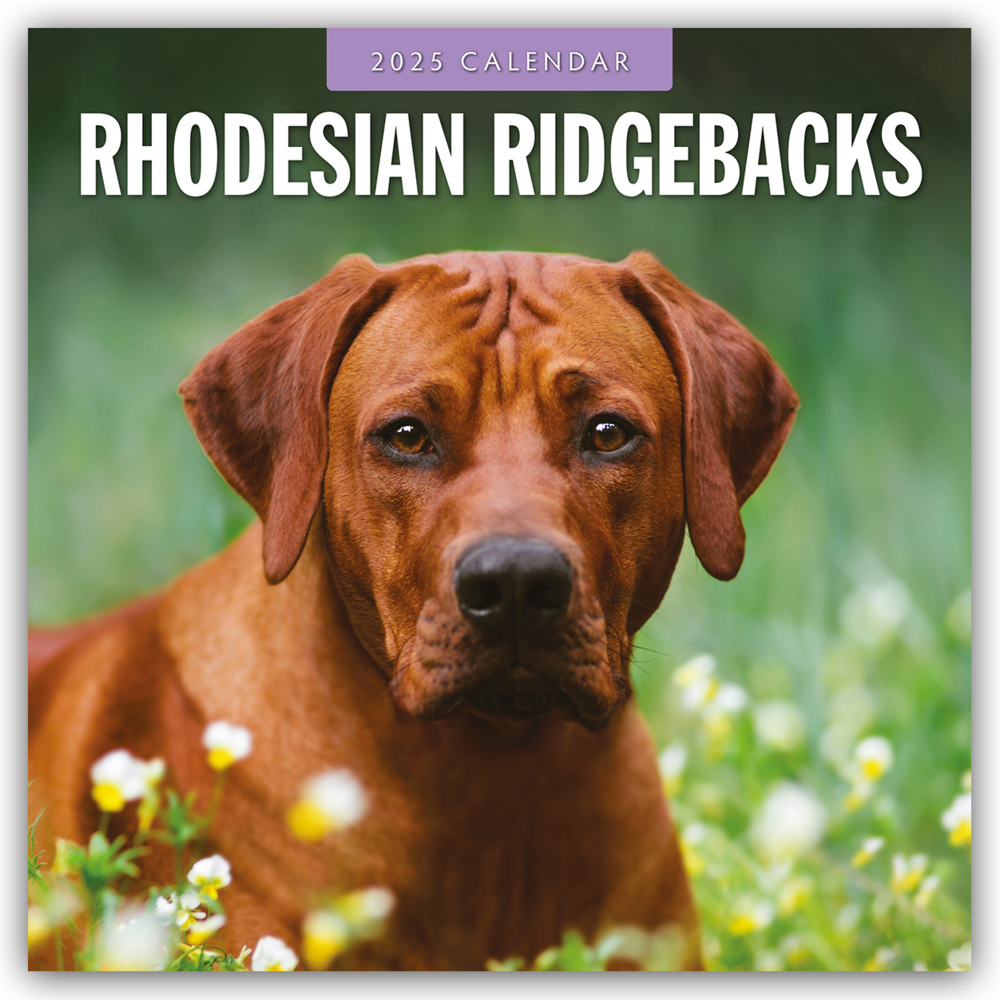 Cover: 9781804425008 | Rhodesian Ridgebacks - Rhodesian Ridgeback 2025 - 16-Monatskalender