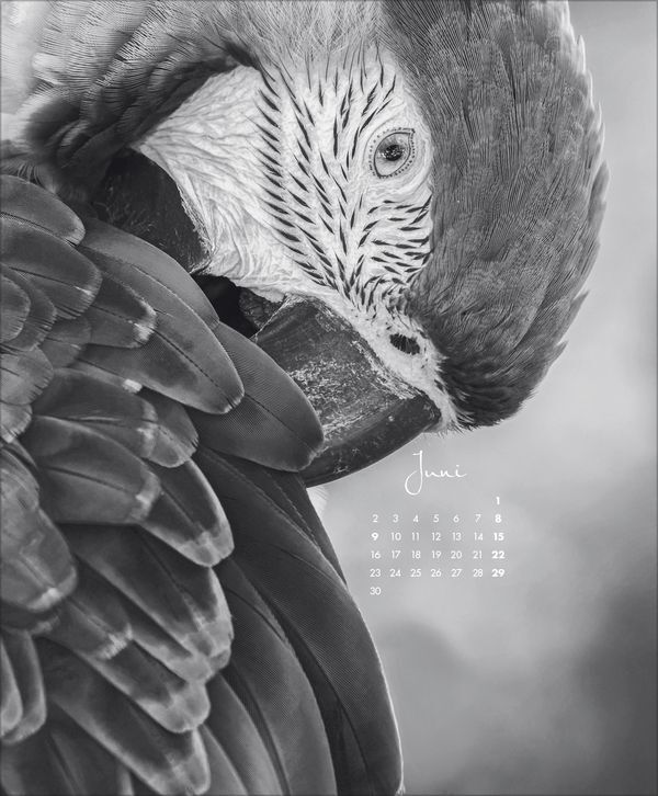 Bild: 9783731880011 | WildLife 2025 | Korsch Verlag | Kalender | Spiralbindung | 14 S.