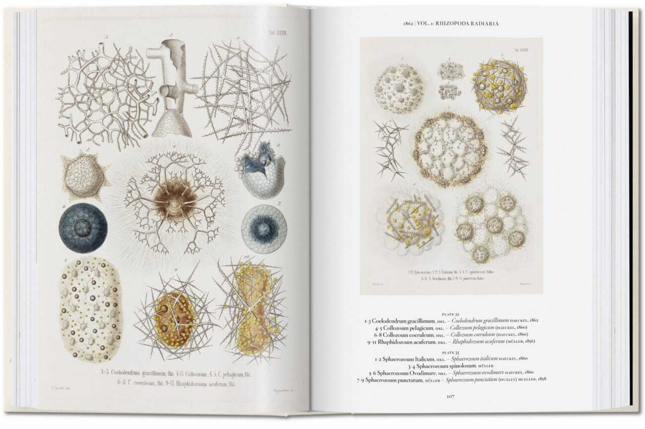 Bild: 9783836584289 | The Art and Science of Ernst Haeckel. 40th Ed. | Julia Voss (u. a.)