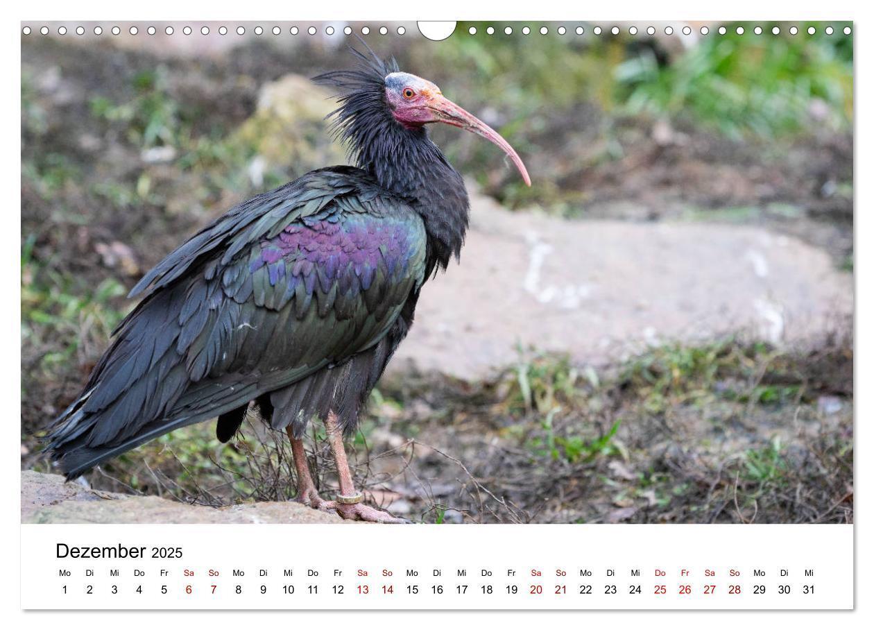 Bild: 9783435136421 | Der Waldrapp - Ein skurriler Vogel (Wandkalender 2025 DIN A3 quer),...