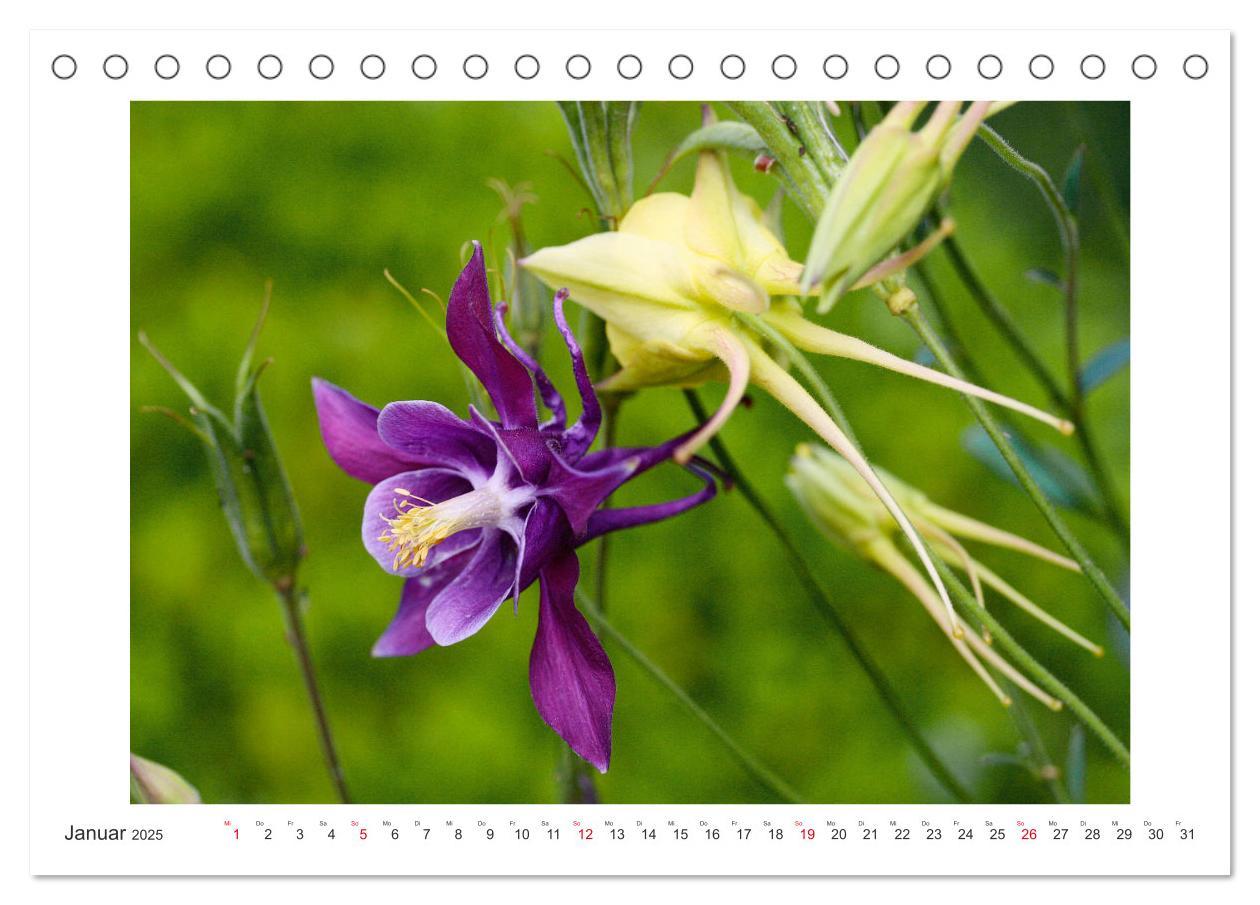 Bild: 9783435329168 | Akeleien im Garten (Tischkalender 2025 DIN A5 quer), CALVENDO...