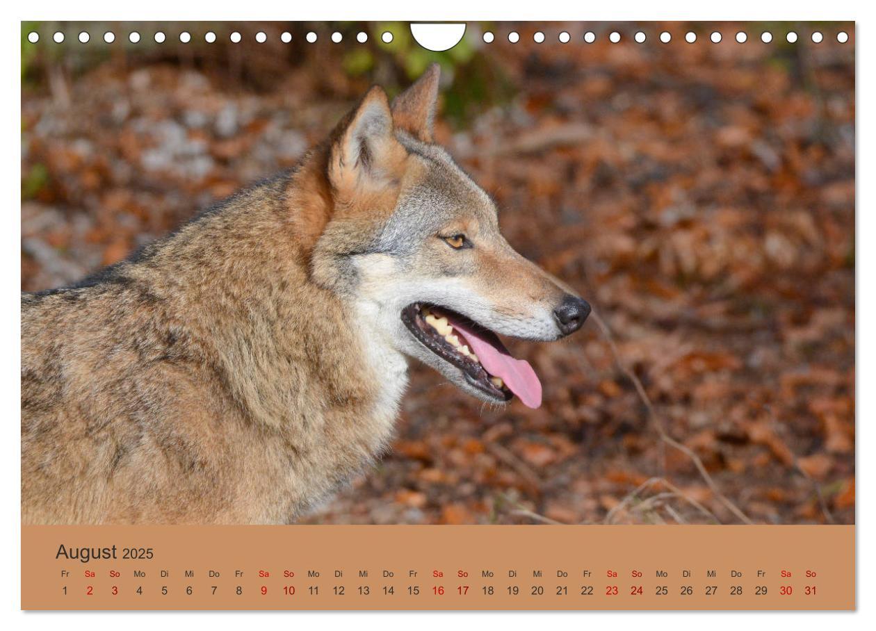 Bild: 9783435393817 | Begegnungen DER WOLF (Wandkalender 2025 DIN A4 quer), CALVENDO...