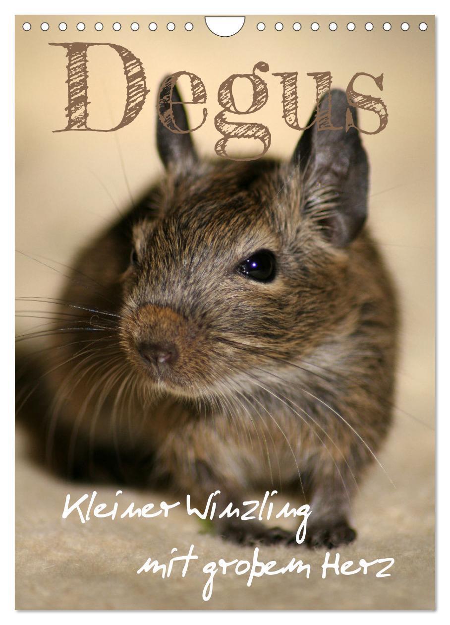 Cover: 9783435865277 | Degus - Winzlinge mit großem Herz (Wandkalender 2025 DIN A4 hoch),...