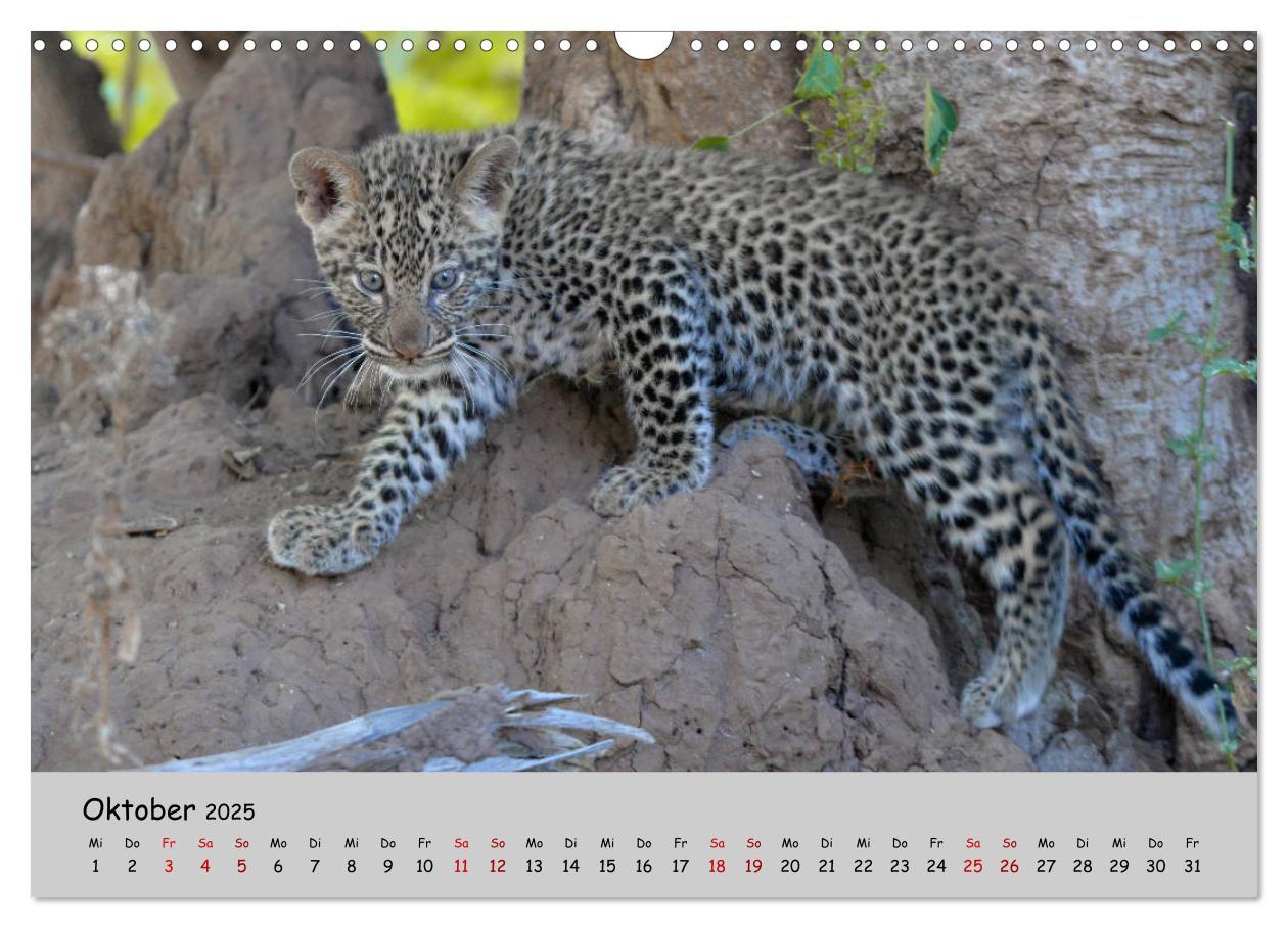 Bild: 9783435365753 | Leoparden - groß und klein (Wandkalender 2025 DIN A3 quer),...