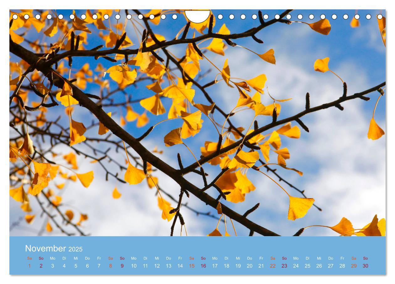 Bild: 9783435304981 | Geliebter Ginkgo (Wandkalender 2025 DIN A4 quer), CALVENDO...