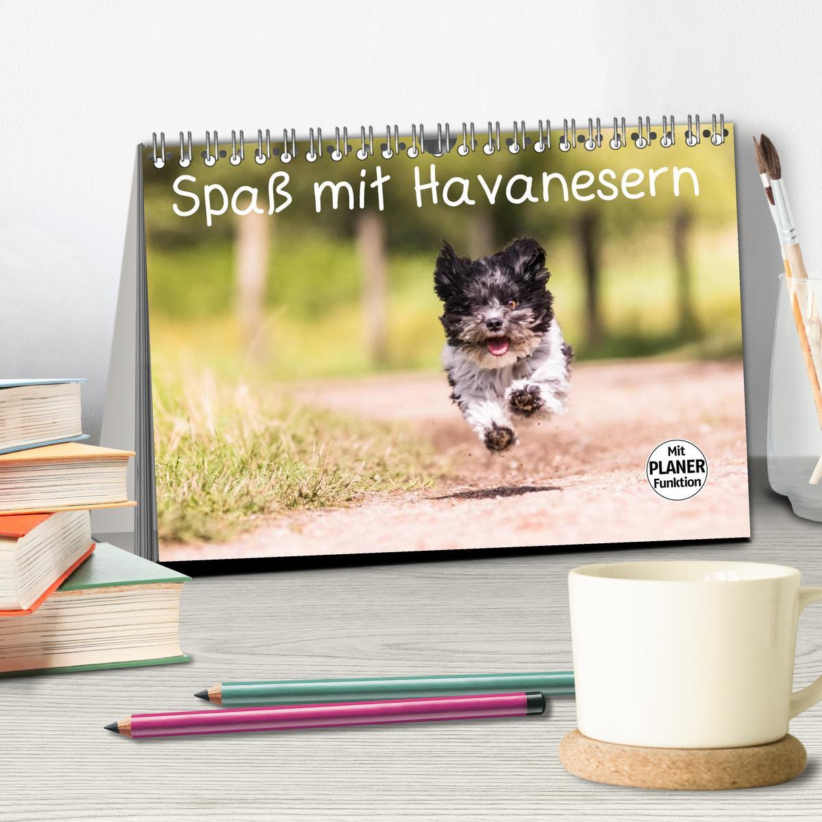 Bild: 9783435552917 | Spaß mit Havanesern (Tischkalender 2025 DIN A5 quer), CALVENDO...