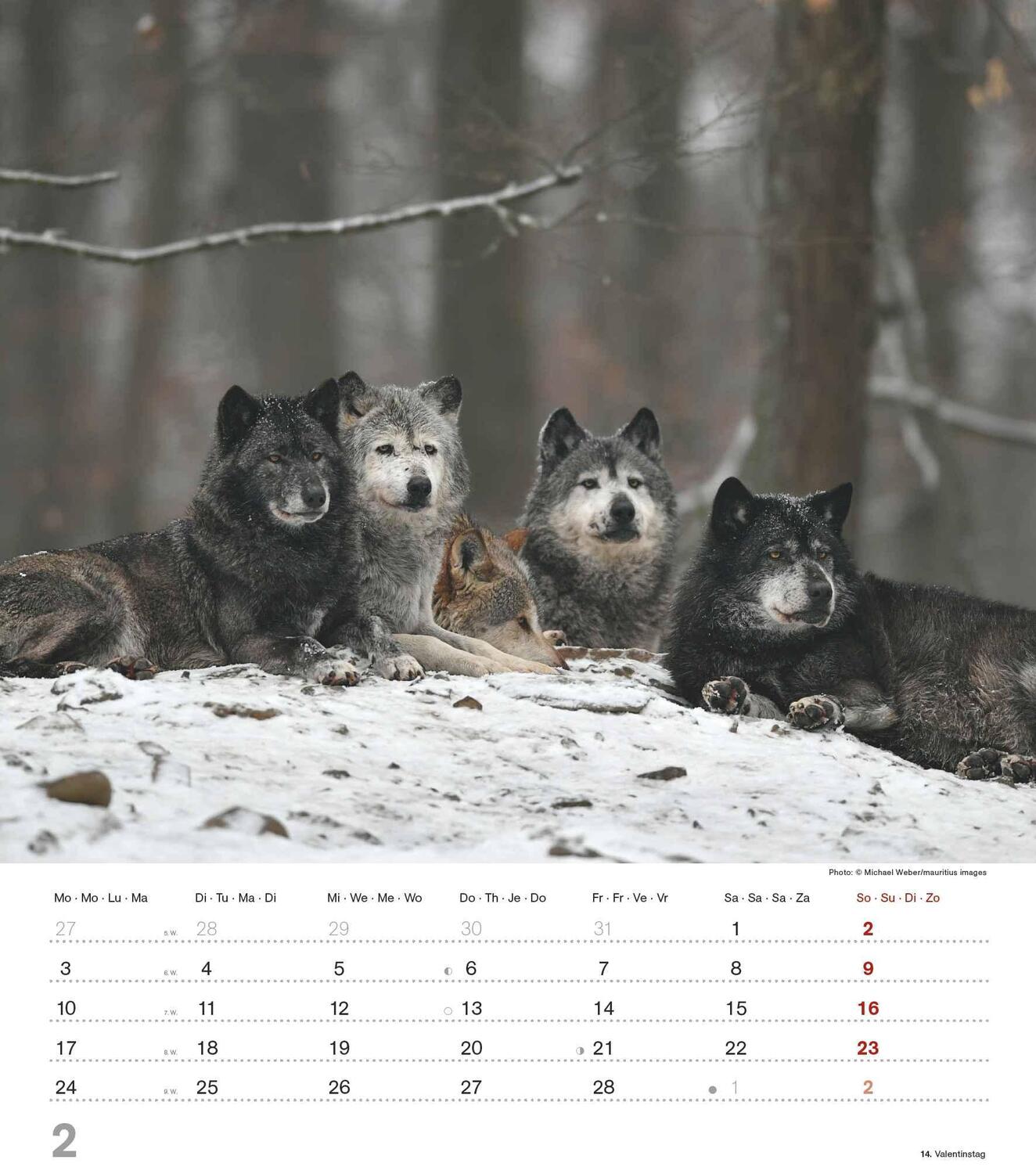 Bild: 4251732342166 | Mythos Wolf 2025 - Foto-Kalender - Wand-Kalender - 30x34 | Wild Wolves