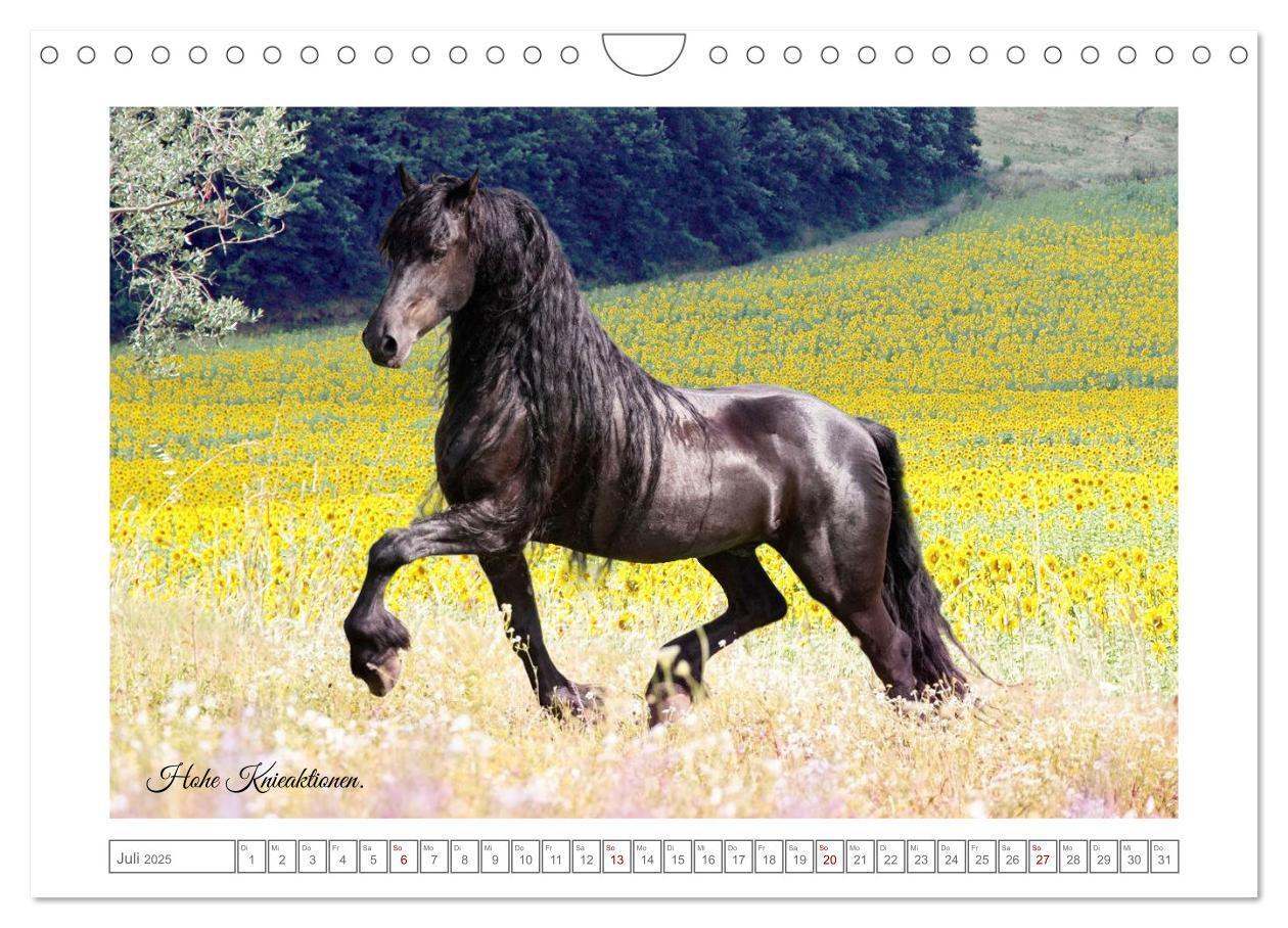 Bild: 9783383869808 | Friesen - elegant und kraftvoll (Wandkalender 2025 DIN A4 quer),...