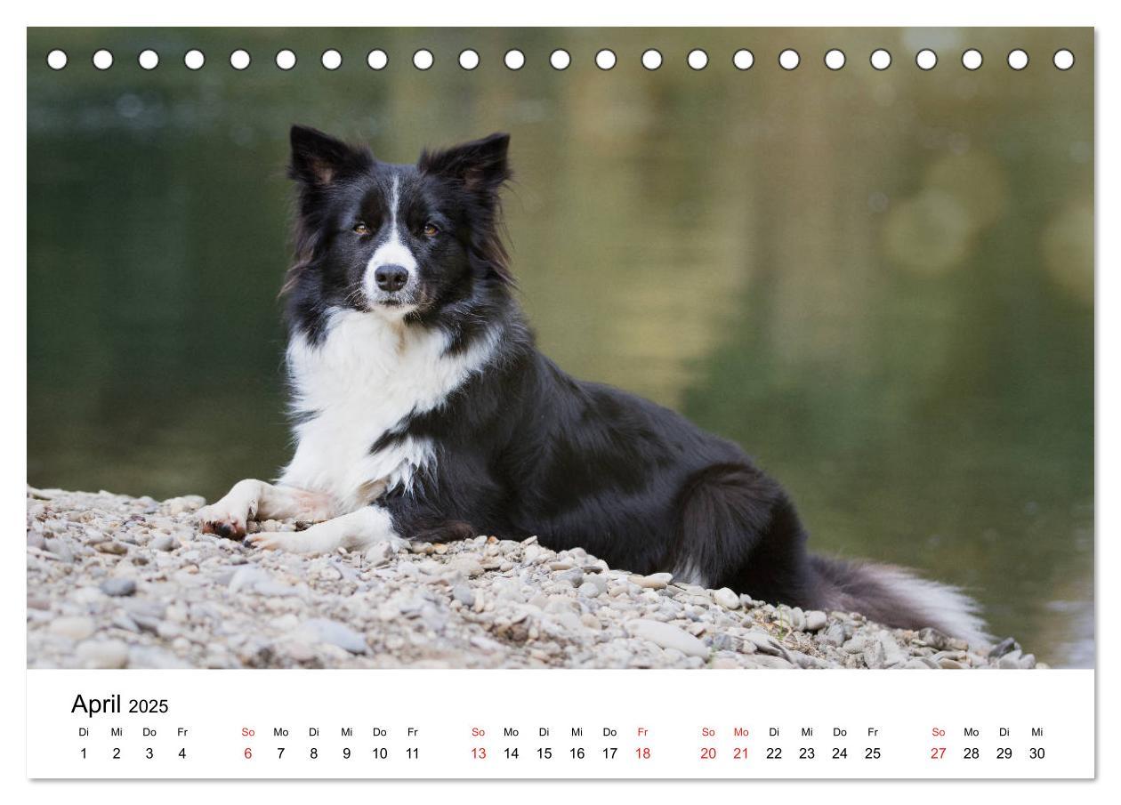 Bild: 9783435190539 | Border Collie - Bunt und clever! (Tischkalender 2025 DIN A5 quer),...