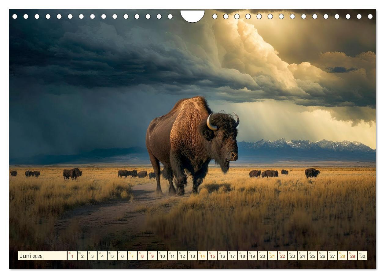 Bild: 9783383912092 | Amerikanischer Bison (Wandkalender 2025 DIN A4 quer), CALVENDO...