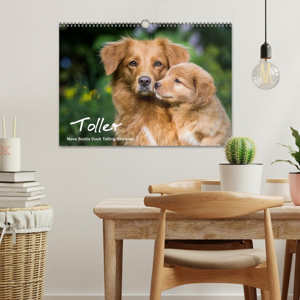 Bild: 9783435629213 | Toller - Nova Scotia Duck Tolling Retriever (Wandkalender 2025 DIN...