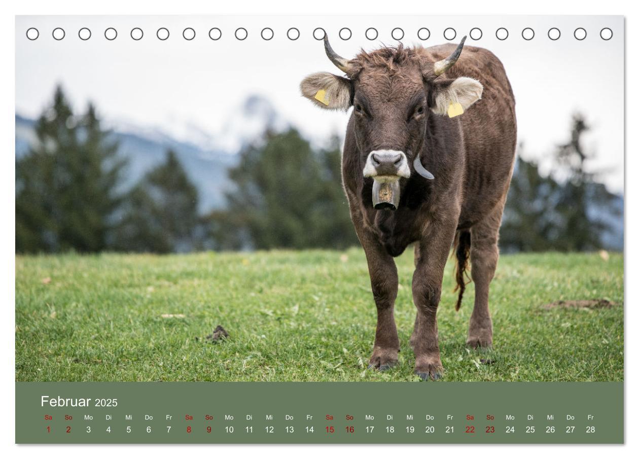 Bild: 9783383832192 | Allgäuer Rindvieh 2025 (Tischkalender 2025 DIN A5 quer), CALVENDO...