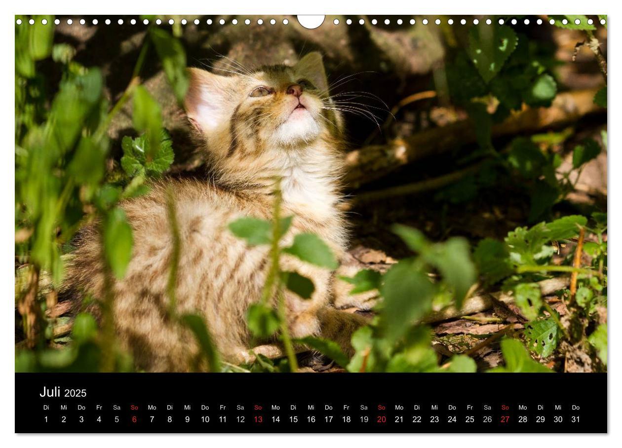 Bild: 9783435390991 | Wildkatzen - scheue Samtpfoten (Wandkalender 2025 DIN A3 quer),...