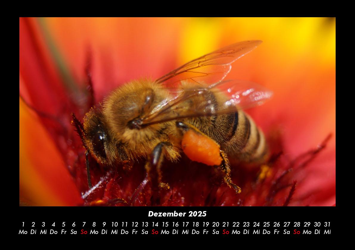 Bild: 9783755981213 | Bienen 2025 Fotokalender DIN A3 | Tobias Becker | Kalender | Kalender