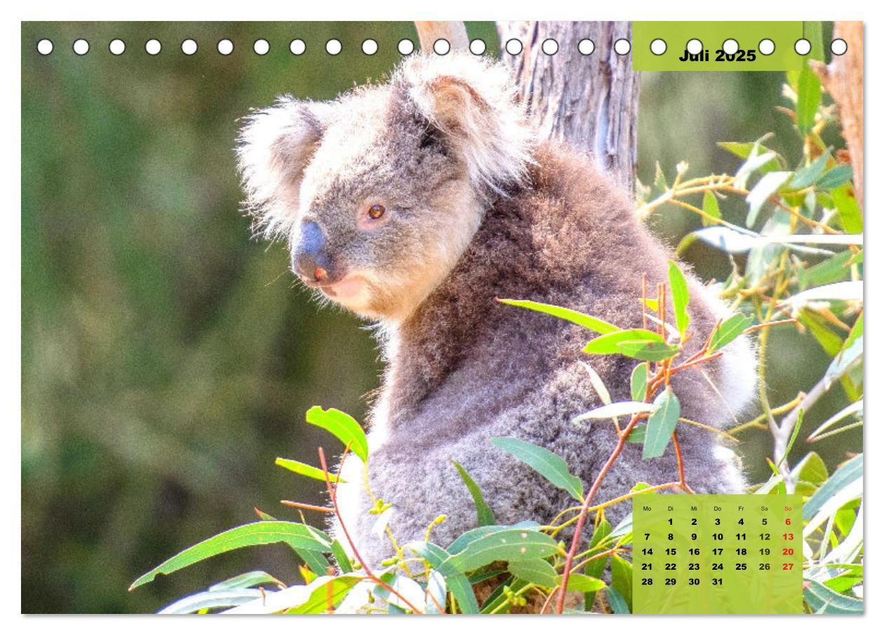 Bild: 9783435049752 | Koalas. Teddy-Alarm! (Tischkalender 2025 DIN A5 quer), CALVENDO...