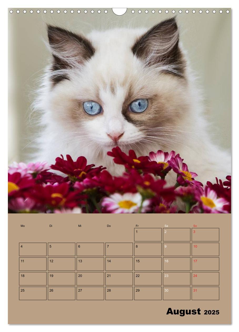 Bild: 9783457012895 | Ragdolls zum Verlieben (Wandkalender 2025 DIN A3 hoch), CALVENDO...