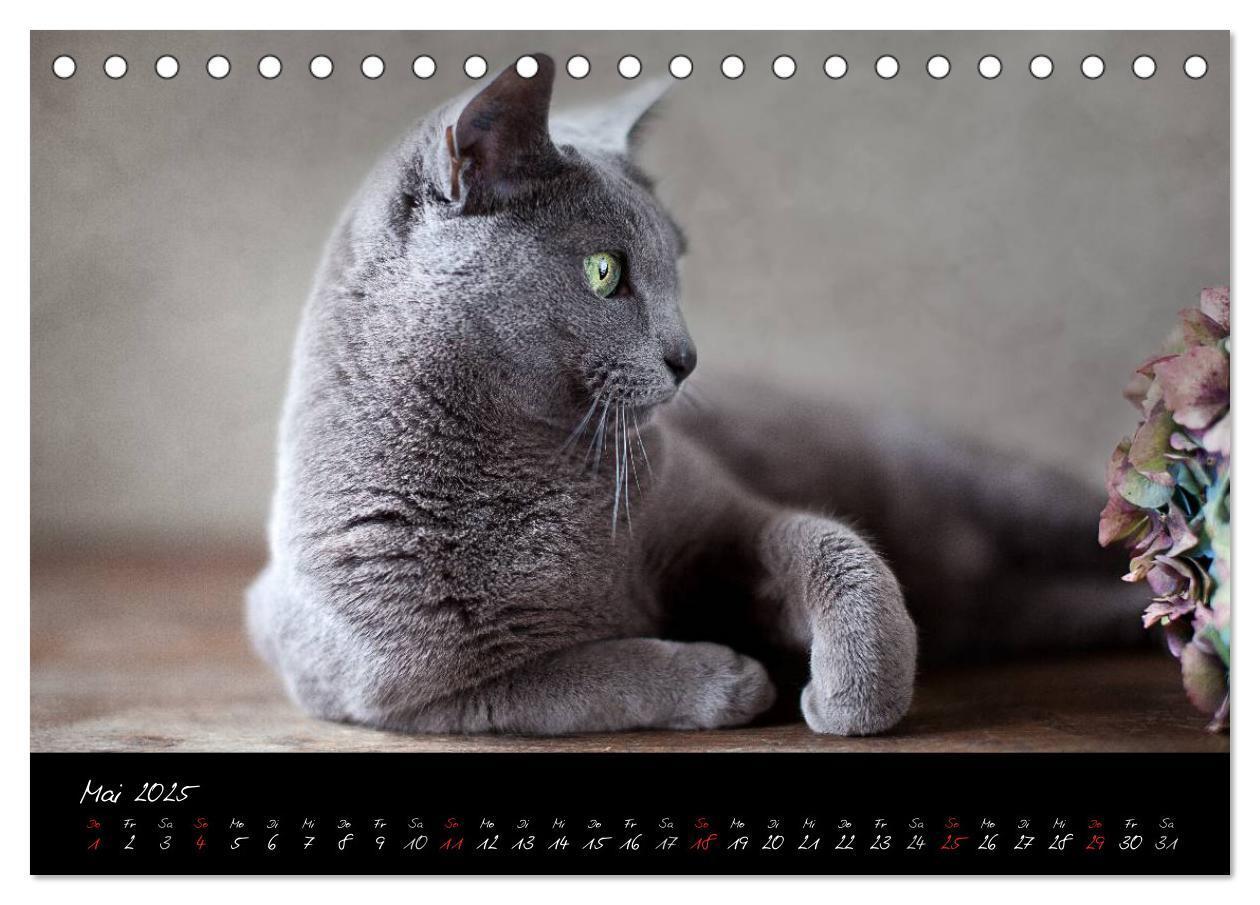 Bild: 9783435827954 | Katzen 2025 (Tischkalender 2025 DIN A5 quer), CALVENDO Monatskalender