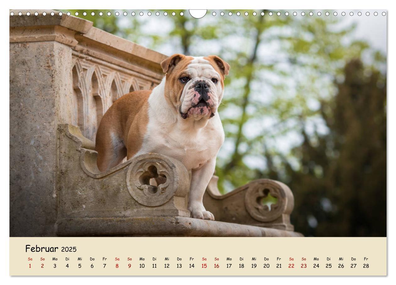 Bild: 9783435448050 | Englische Bulldoggen (Wandkalender 2025 DIN A3 quer), CALVENDO...