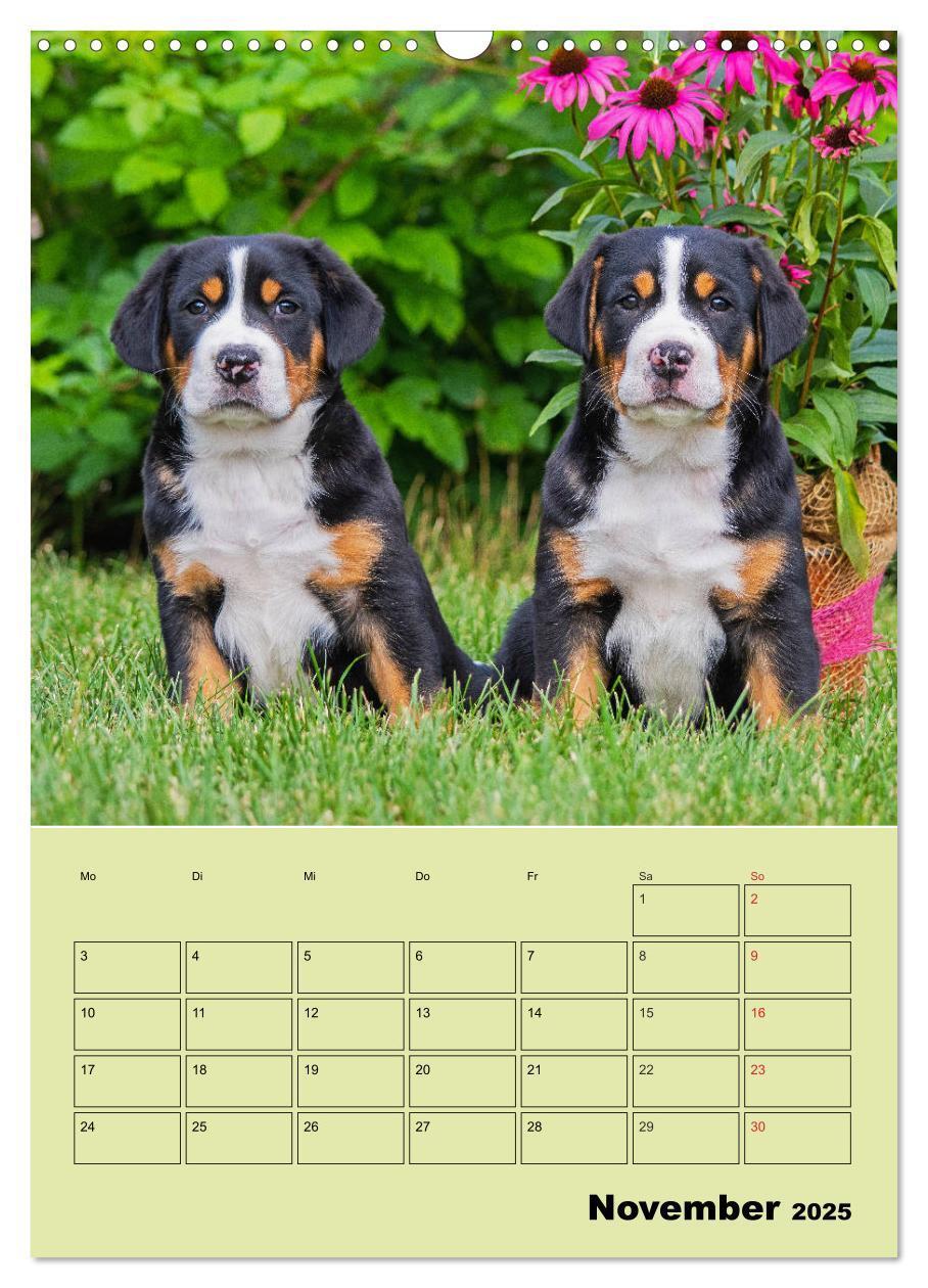 Bild: 9783435960057 | Familienplaner Großer Schweizer Sennenhund (Wandkalender 2025 DIN...